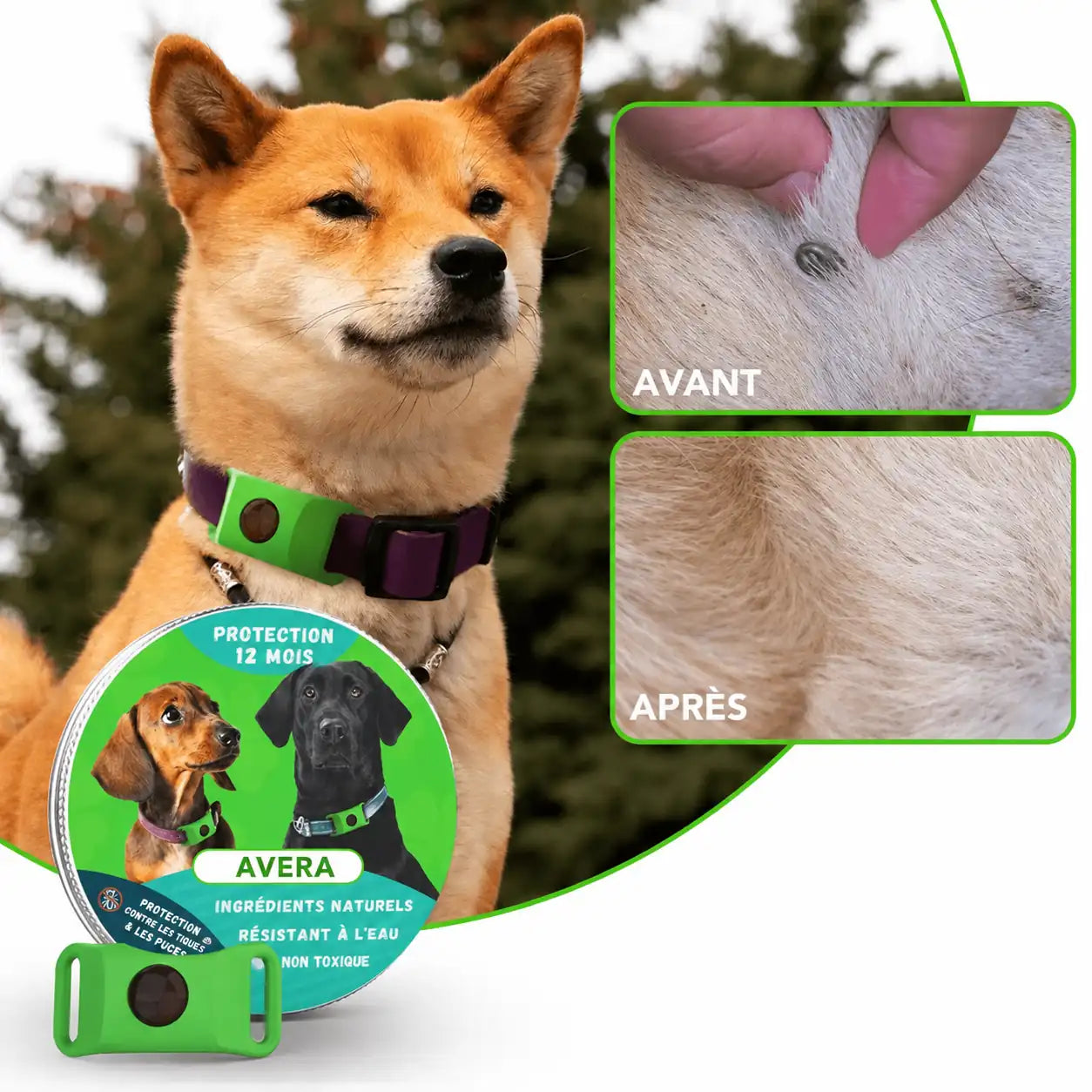 Pendentif Avera | Renouvelez La Protection De Votre Animal
