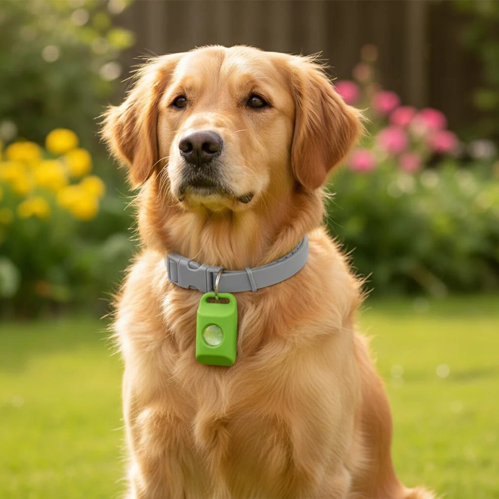 Chien portant le collier AVERA et son pendentif