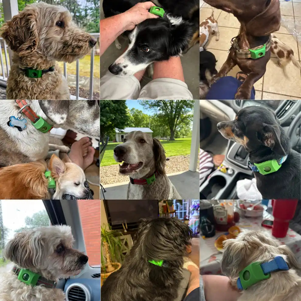 Des chiens qui portent le pendentif AVERA