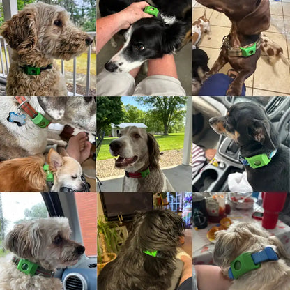 Des chiens qui portent le pendentif AVERA